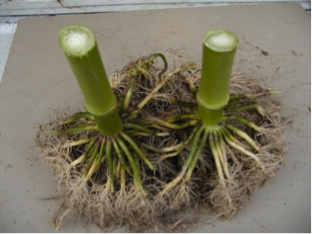 BioWash Treated Roots